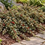 Skalník purpurový (Cotoneaster atropurpureus) ´VARIEGATUS´ - výška 20-40 cm, kont. C3L